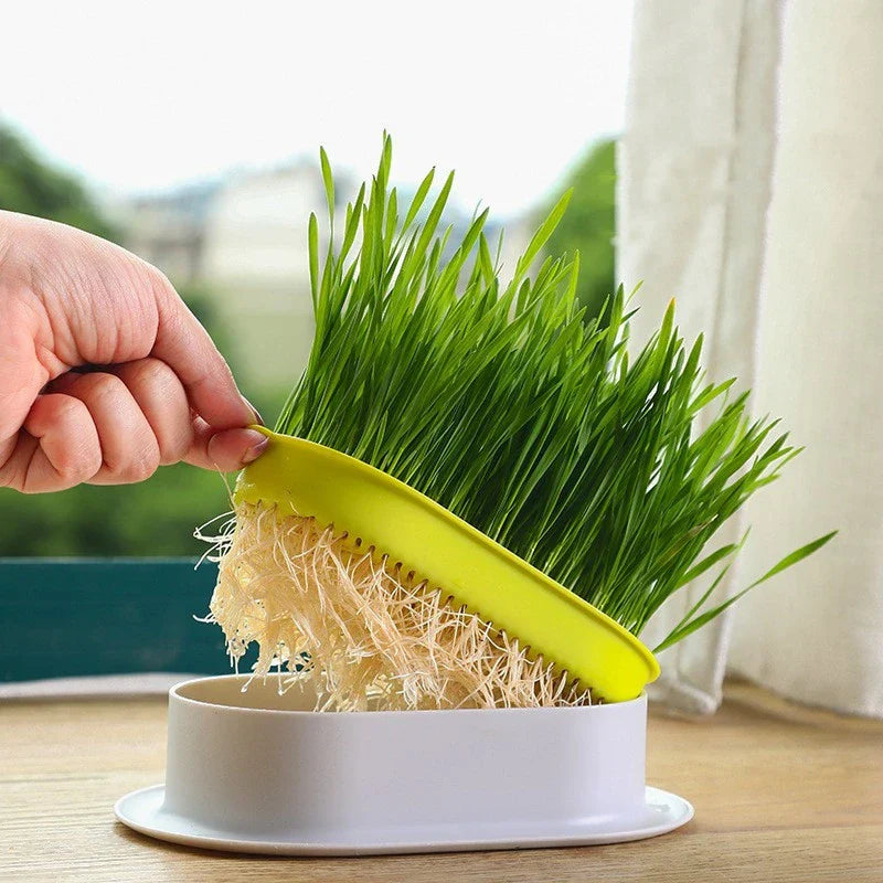 CATHERB –  Le kit facile pour faire pousser de l’herbe à chat